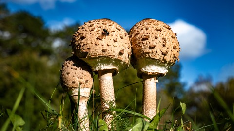 Fall mushrooms