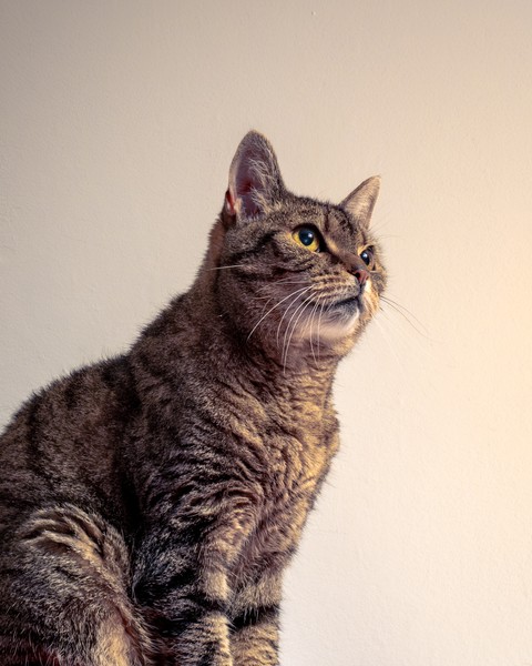 Lola