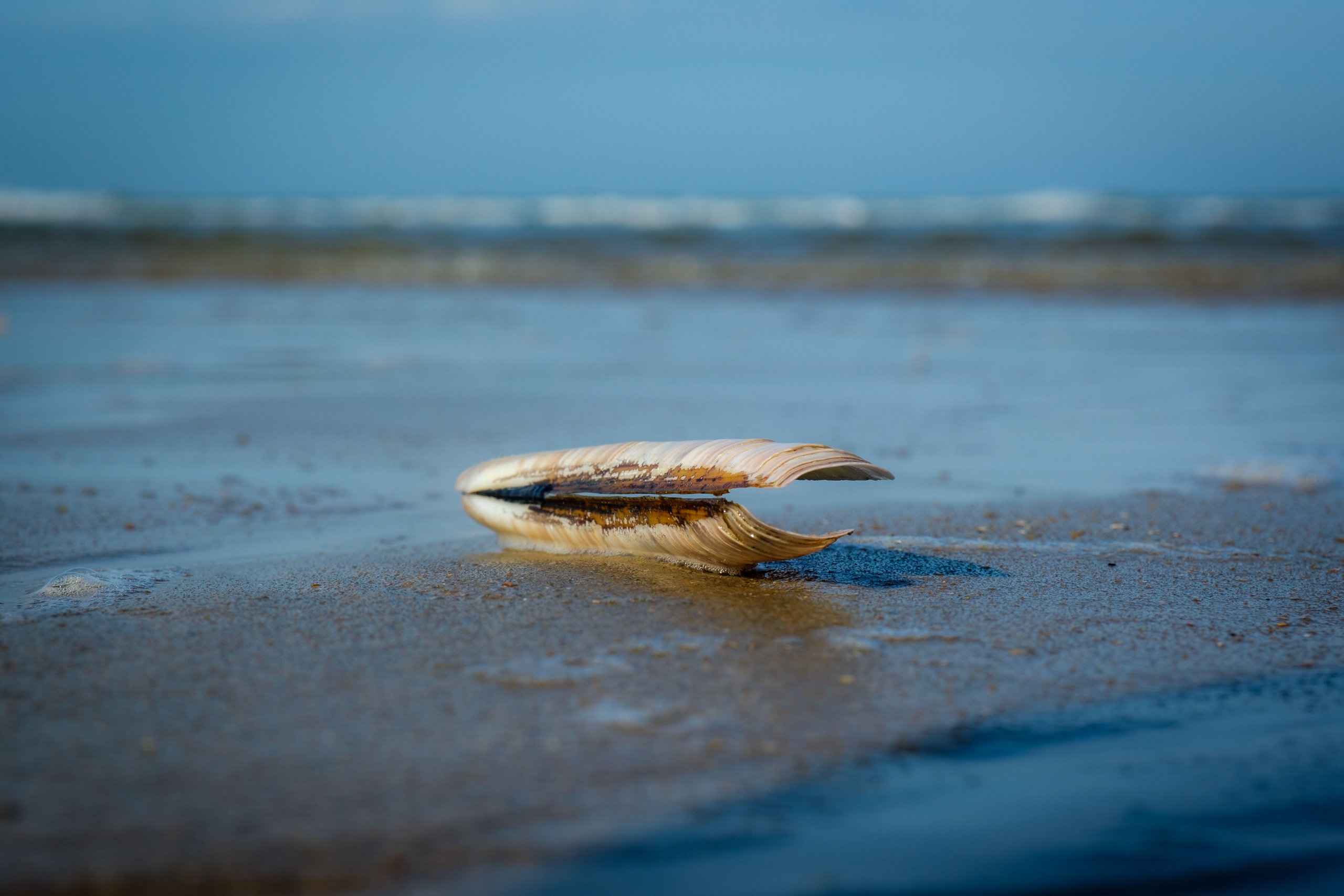 Shell at Castricum beach